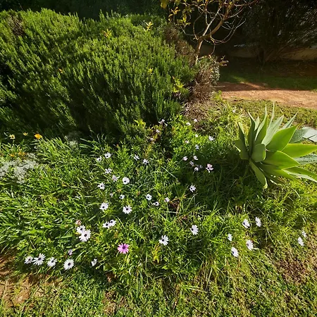Buzios Da Rocha Portimão
